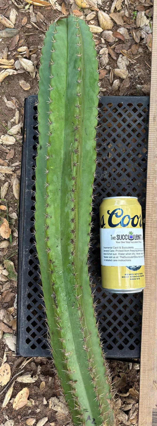 #EC395 EXACT TLC Trichocereus Bargain  Cactus Cuttings by Blaise