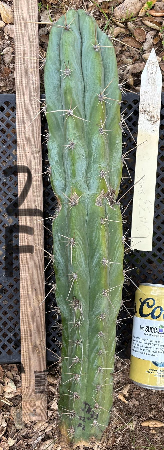 #EC395 EXACT TLC Trichocereus Bargain  Cactus Cuttings by Blaise