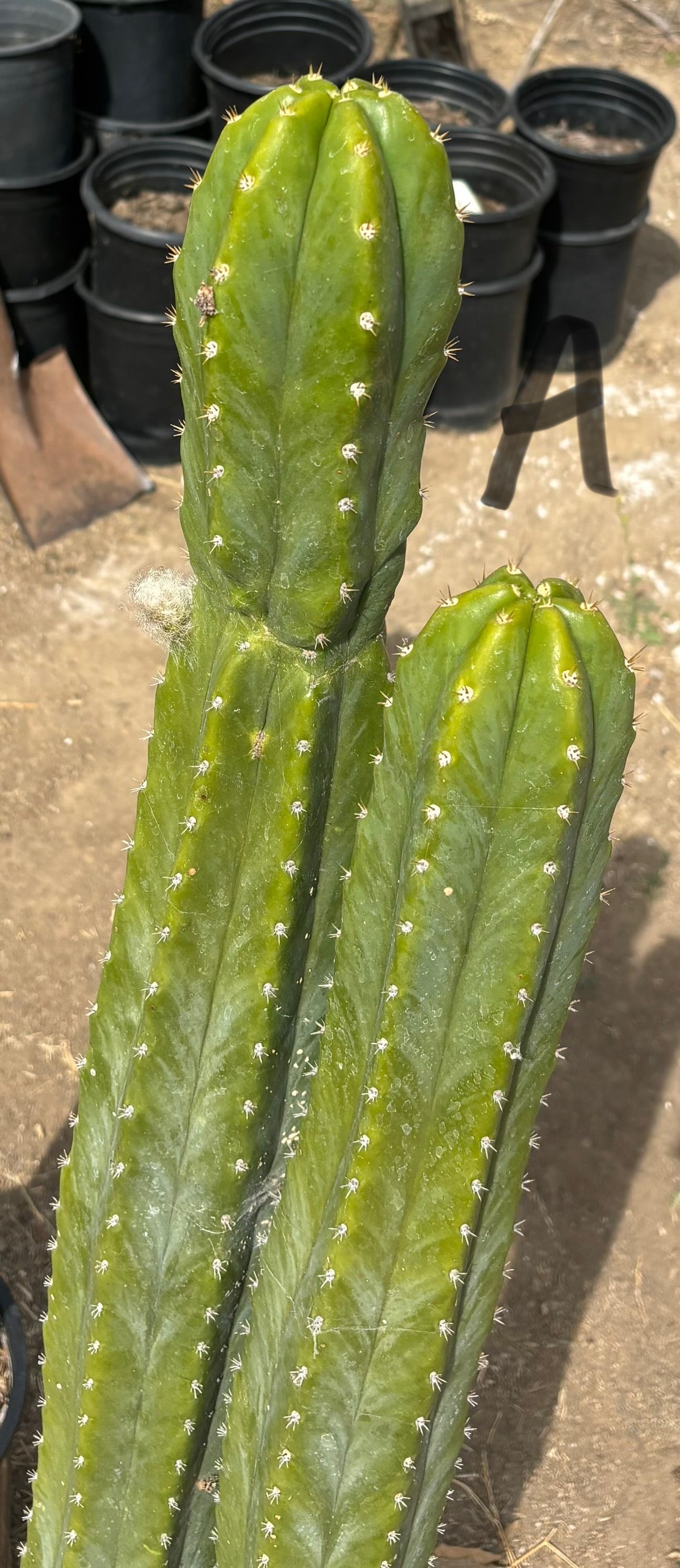 #EC125 EXACT GIANT Trichocereus Pachanoi PC Cactus Potted Specimens