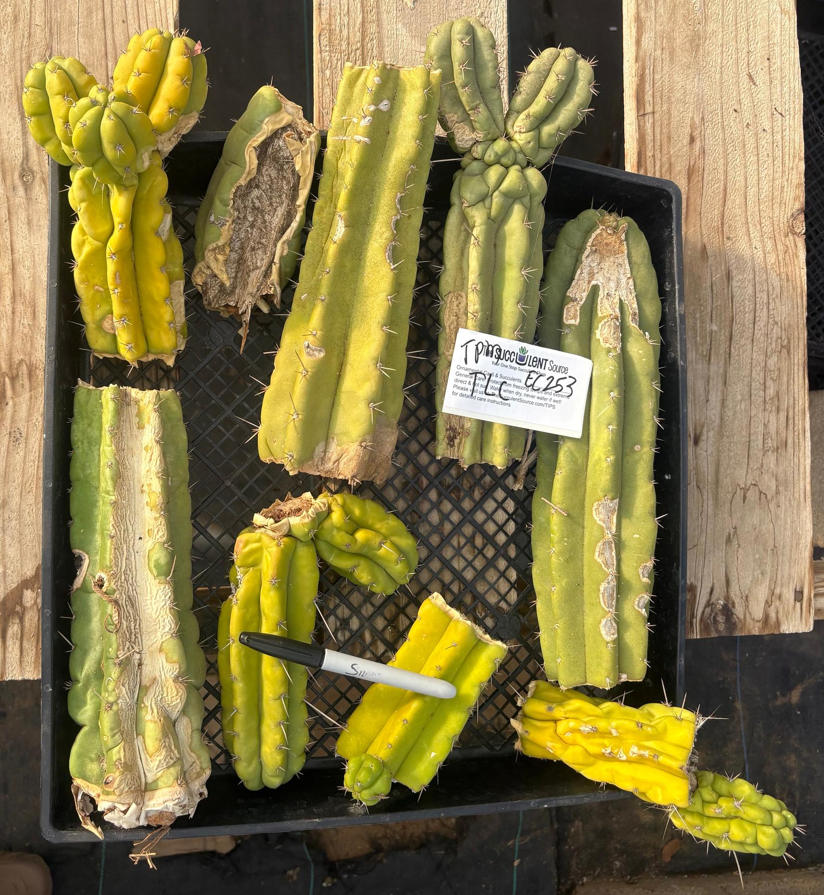 #EC253 EXACT Trichocereus Pachanoi Monstrose TPM TLC Cactus CUTTING LOT