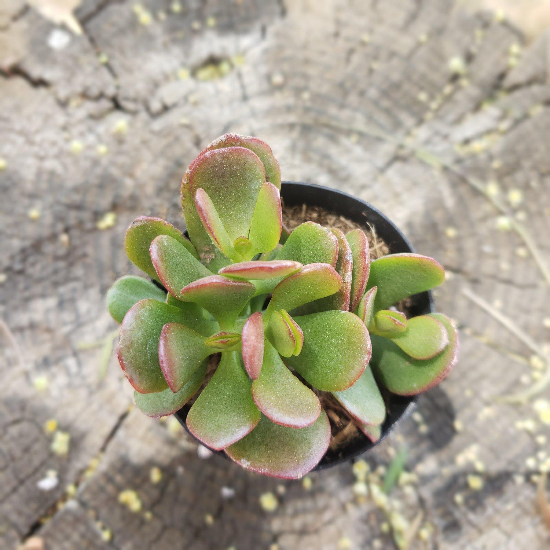 2.5" COMPACT JADE-Succulent - Small - Exact 2.5 Type-The Succulent Source