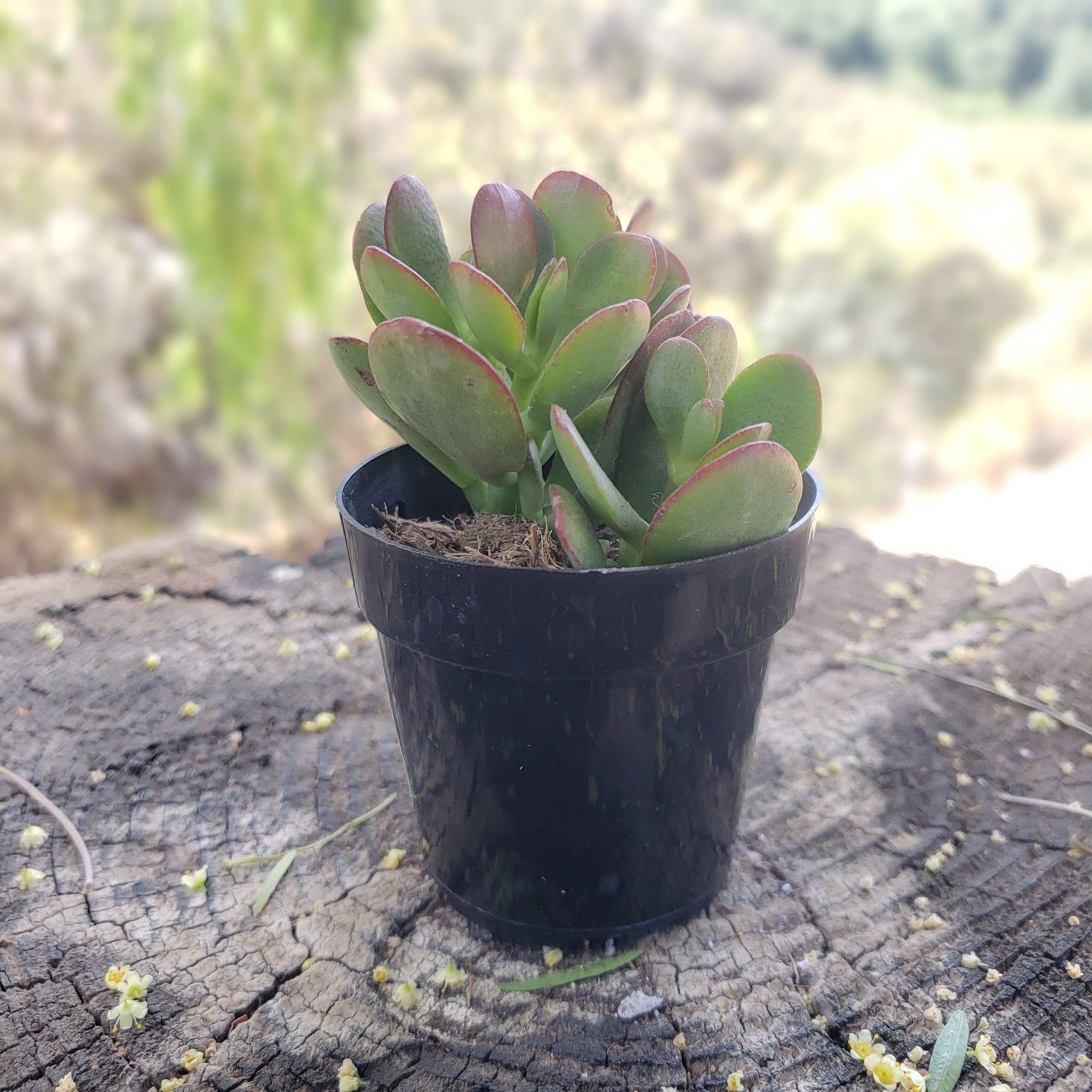 2.5" COMPACT JADE-Succulent - Small - Exact 2.5 Type-The Succulent Source