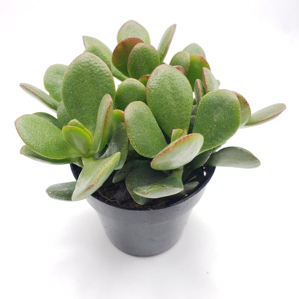 compact jade plant 2.5" Compact Jade