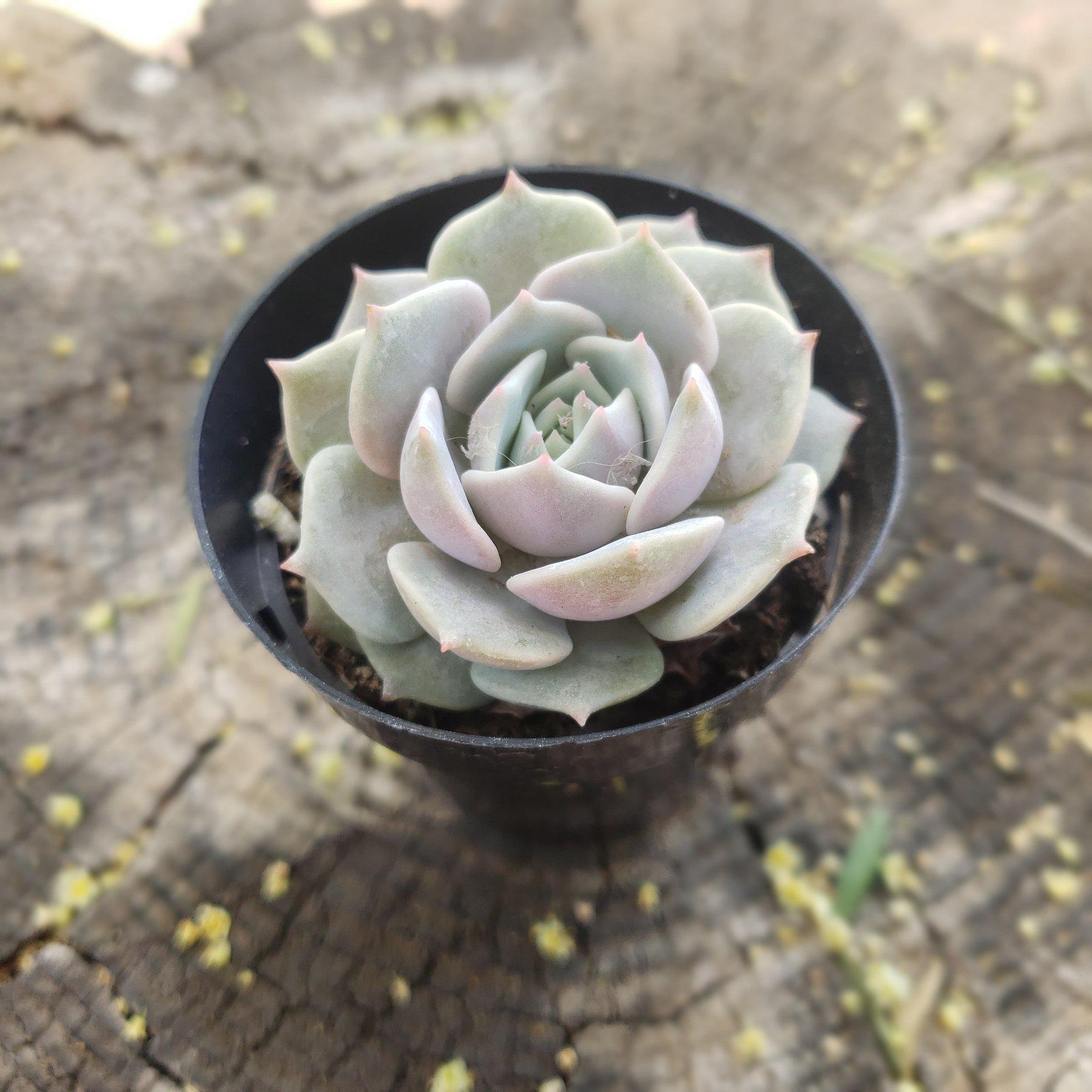 2.5" LOLA ECHEVERIA-Succulent - Small - Exact 2.5 Type-The Succulent Source