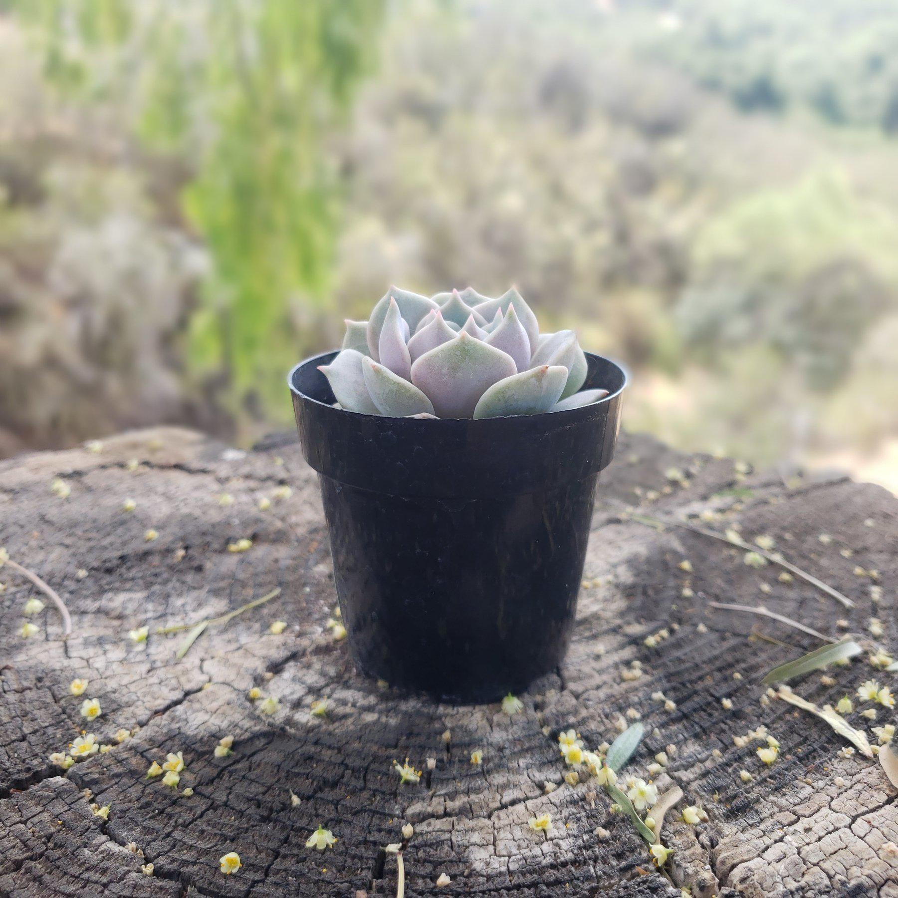 2.5" LOLA ECHEVERIA-Succulent - Small - Exact 2.5 Type-The Succulent Source