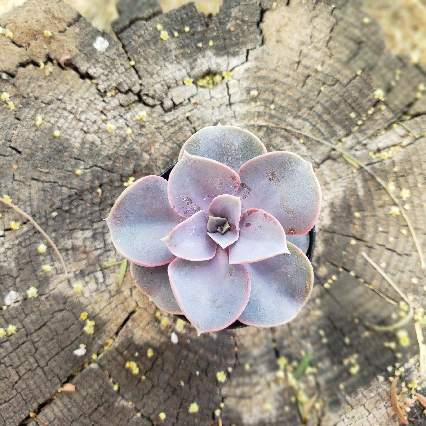 2.5" PERLE VON NUREMBERG-Succulent - Small - Exact 2.5 Type-The Succulent Source