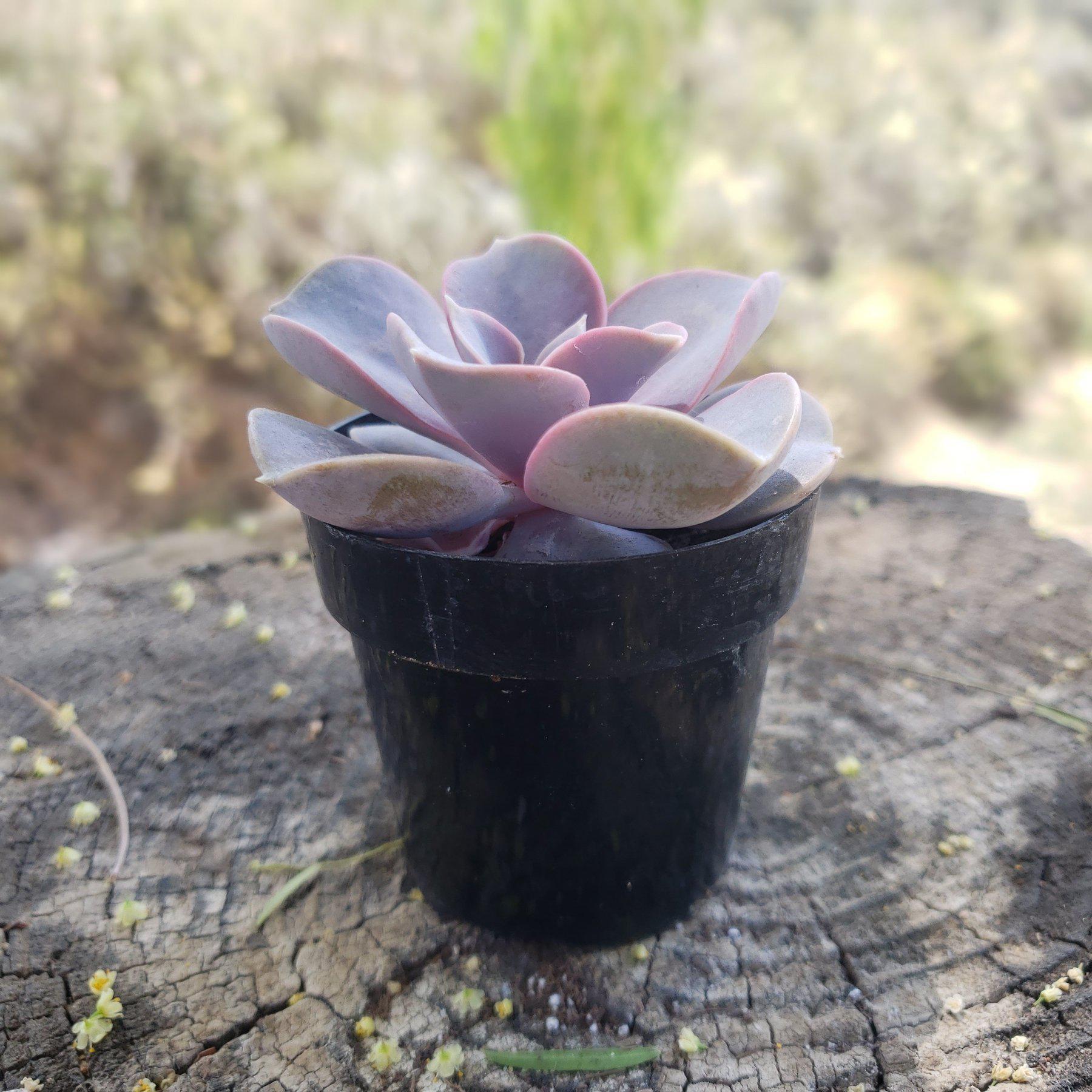 2.5" PERLE VON NUREMBERG-Succulent - Small - Exact 2.5 Type-The Succulent Source