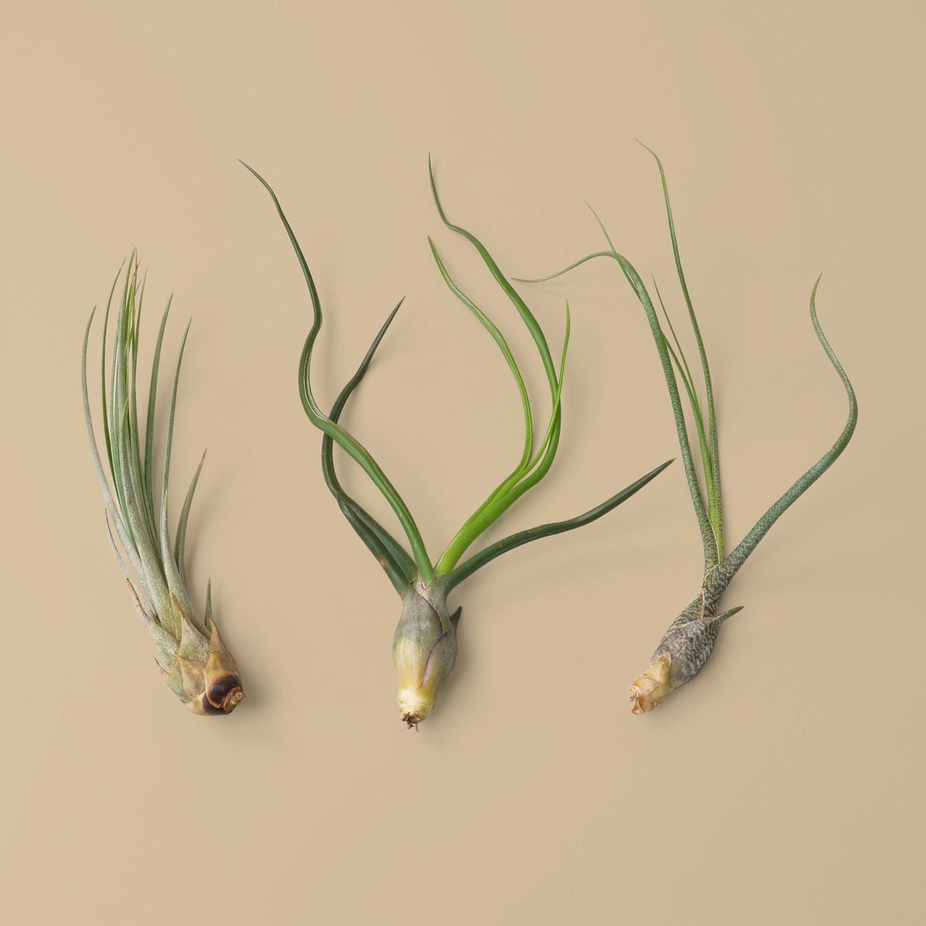 3 Large Tillandsia Air Plant Variety Pack-Air PLants-The Succulent Source