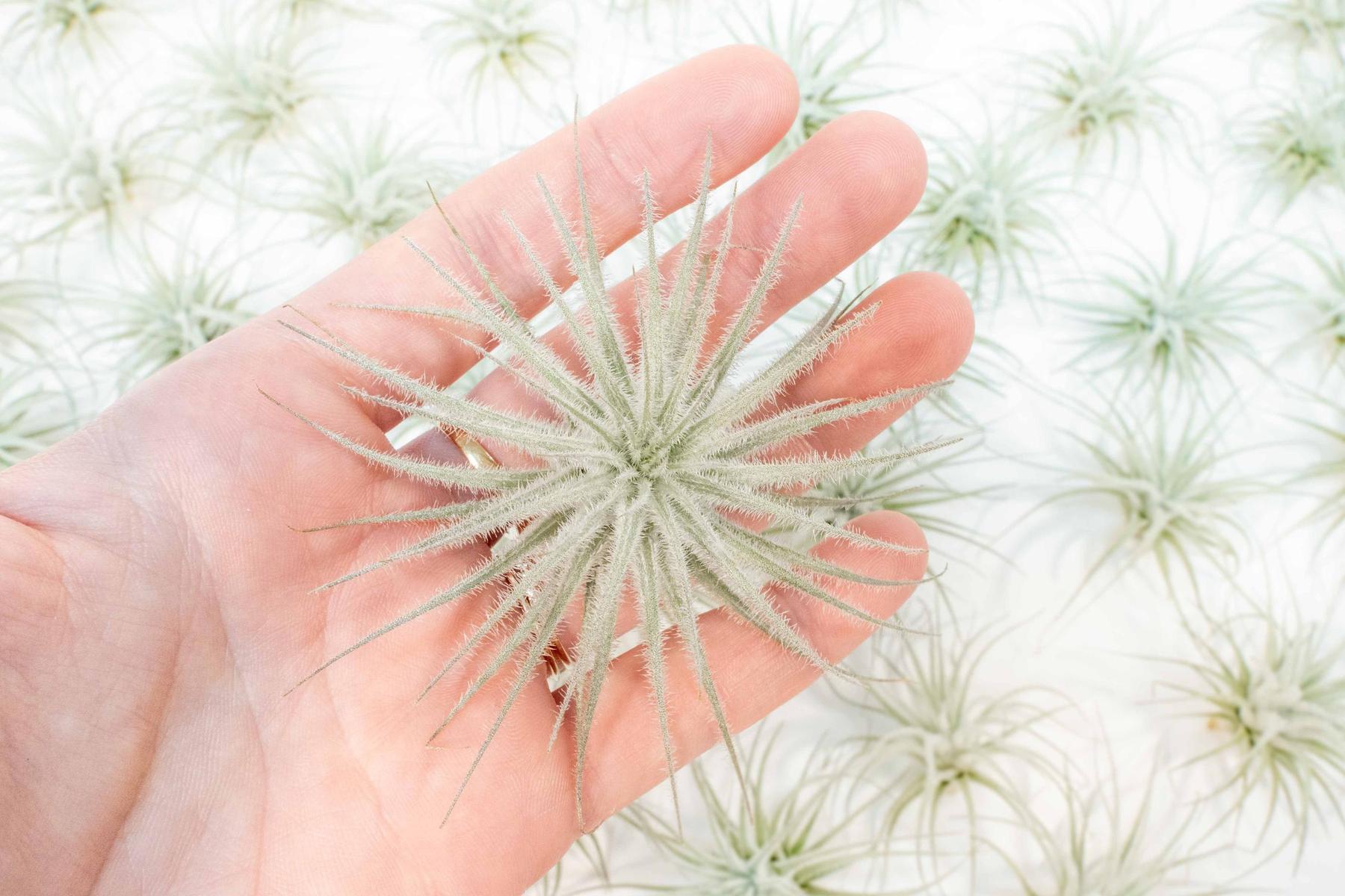 $3.33 Labor Day Special - 3 Tillandsia Tectorum Ecuador Air Plants for $10-airplant-The Succulent Source