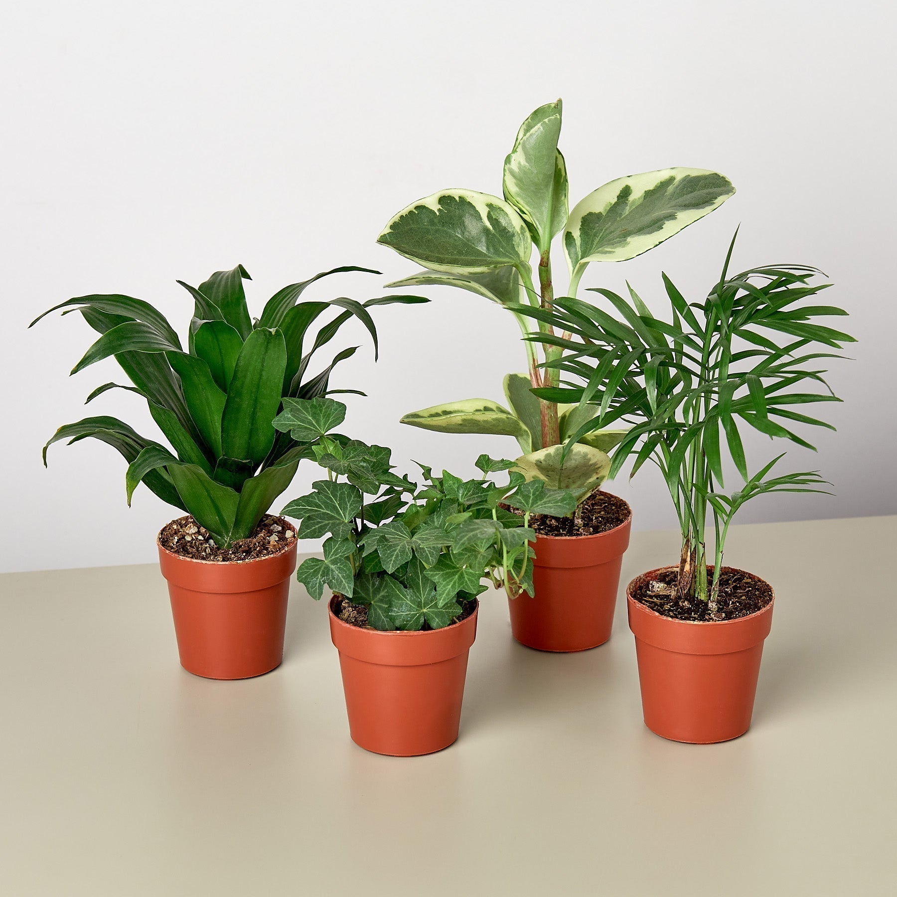 3" Tropical Plant Variety Bundle-The Succulent Source