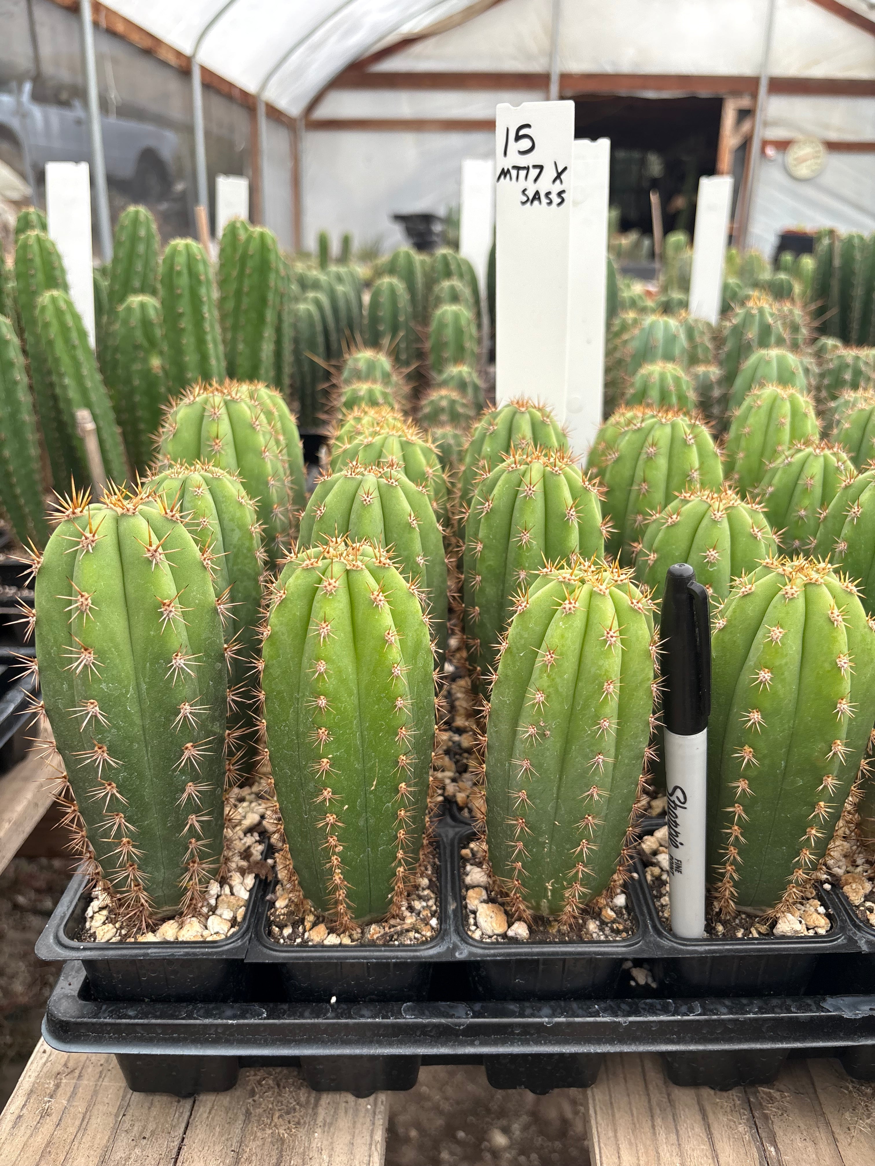 #EC225 Variety of Trichocereus Hybrid Cactus Bargain Potted Seedlings For Sale