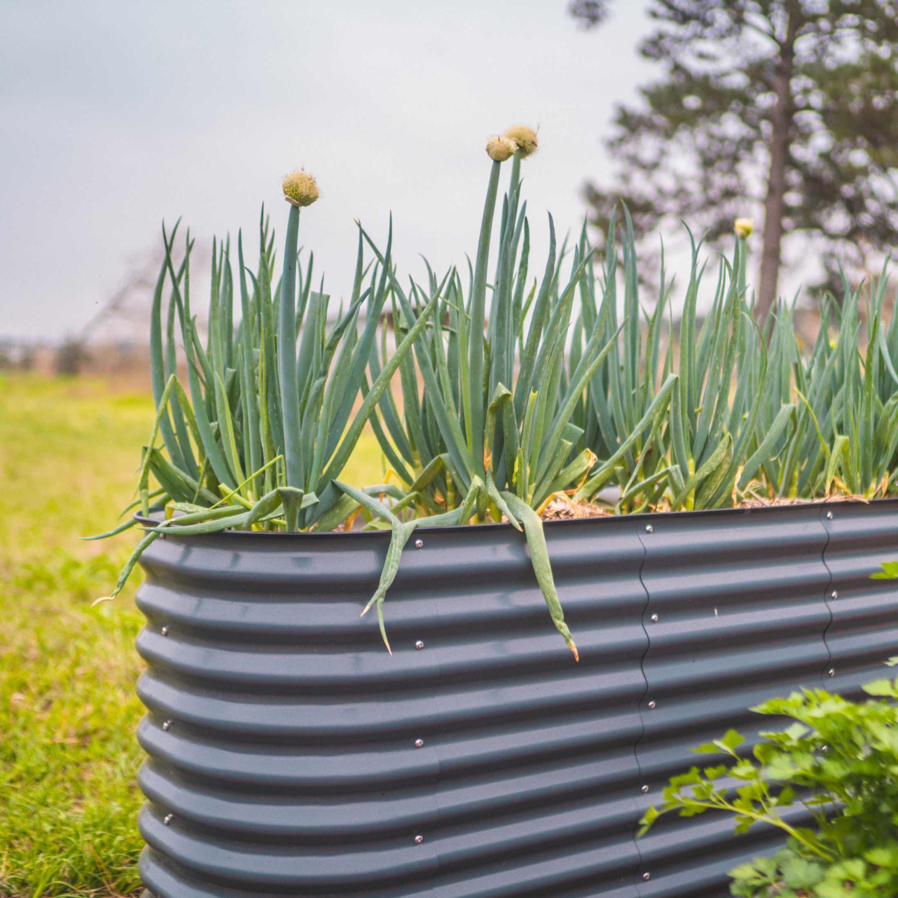 32" Extra Tall 6 In 1 Medium Modular Metal Raised Garden Bed Kit-Garden beds-The Succulent Source