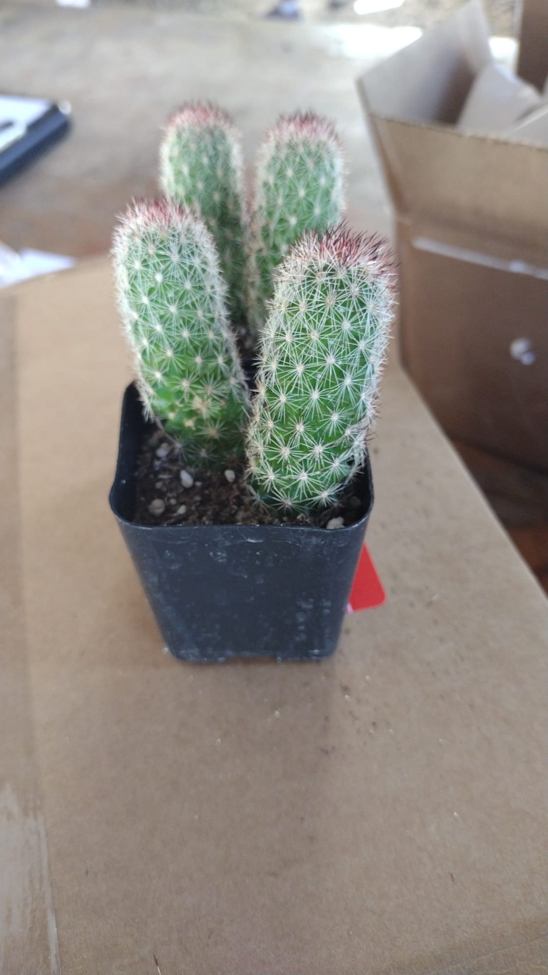 #32c Mammilaria-Cactus - Small - Exact Type-The Succulent Source
