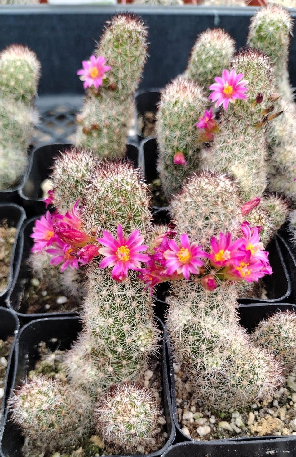 #32c Mammilaria-Cactus - Small - Exact Type-The Succulent Source