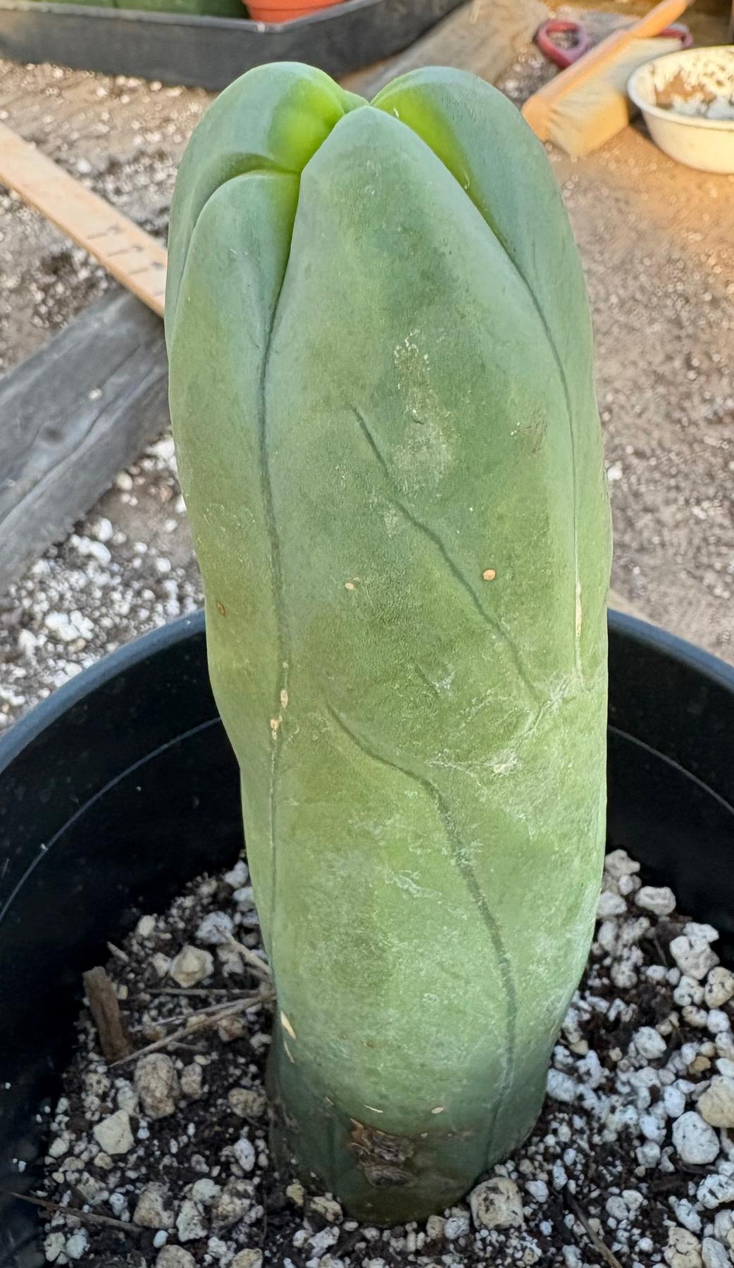 #EC21 EXACT Trichocereus Bridgesii Monstrose TBM Long Form penis Cactus 7.5”