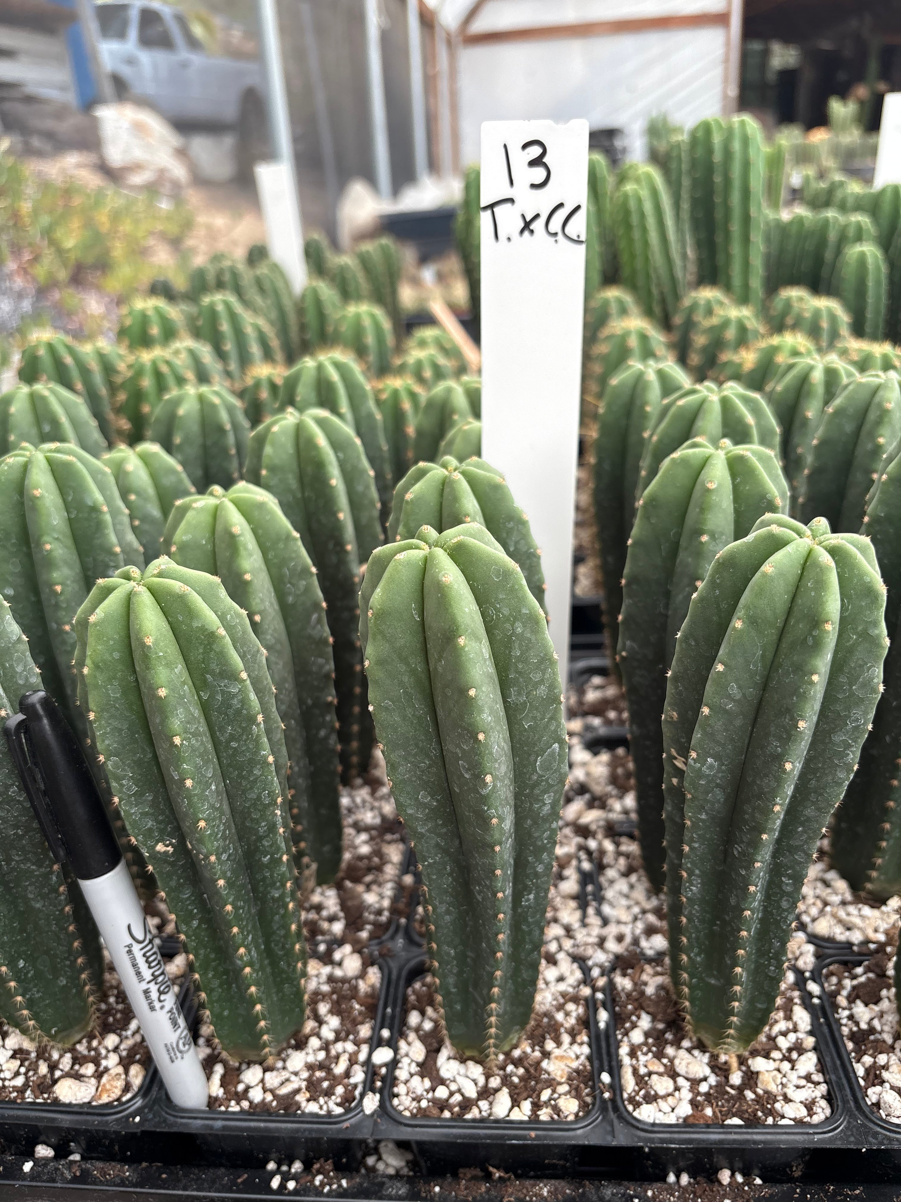 #EC225 Variety of Trichocereus Hybrid Cactus Bargain Potted Seedlings For Sale