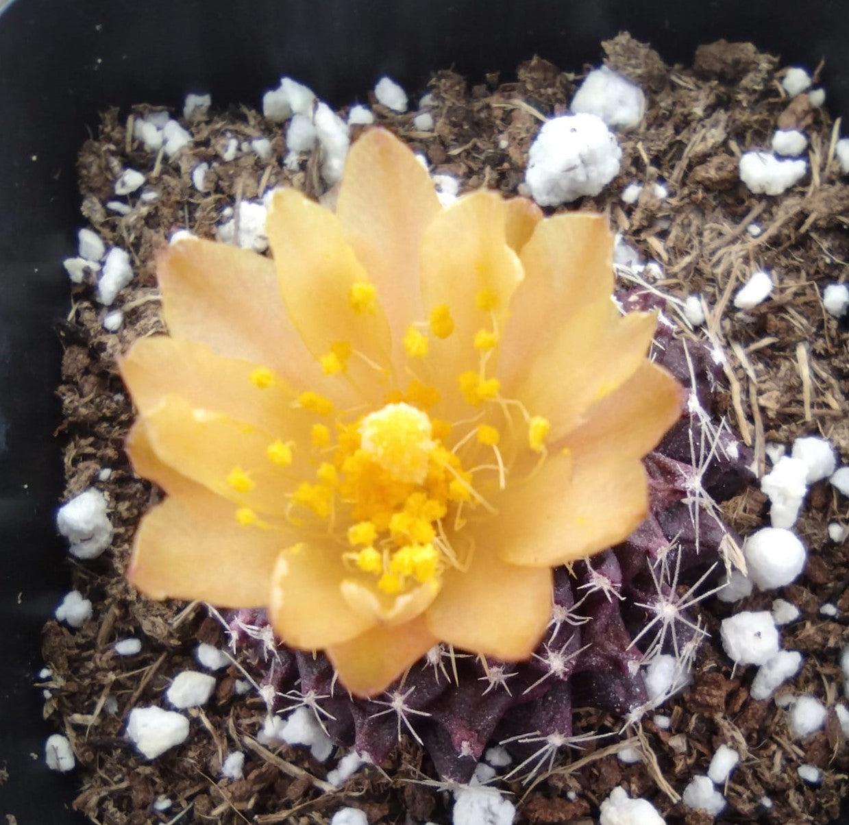 #34c Copiapoa Tenuissima-Cactus - Small - Exact Type-The Succulent Source