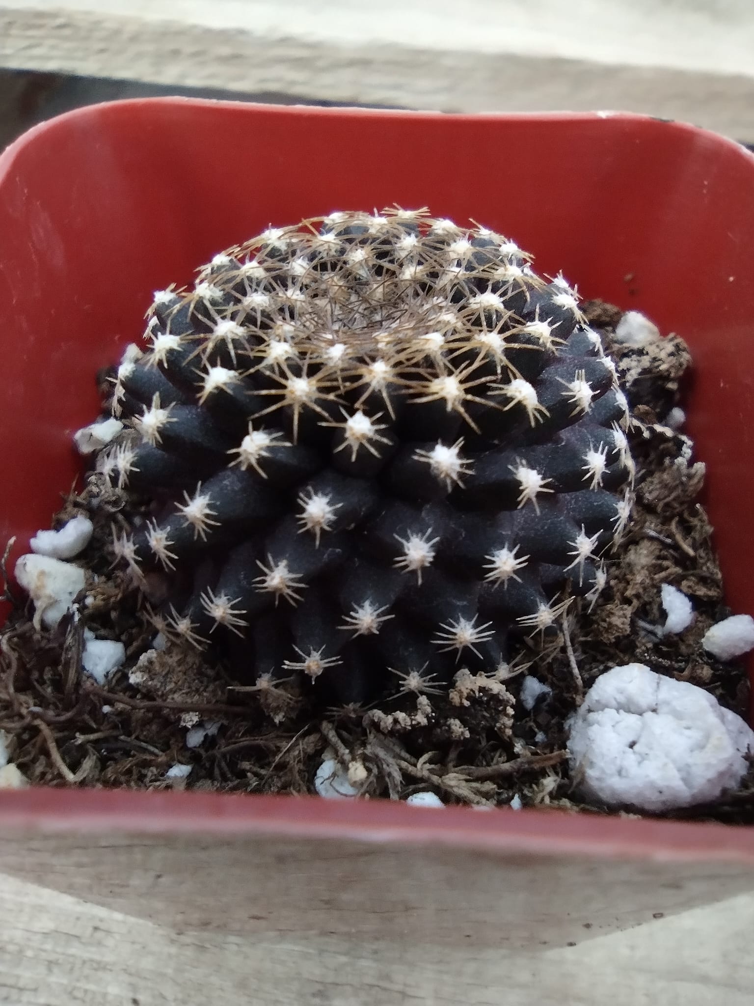34c Copiapoa Tenuissima-Cactus - Small - Exact Type-The Succulent Source