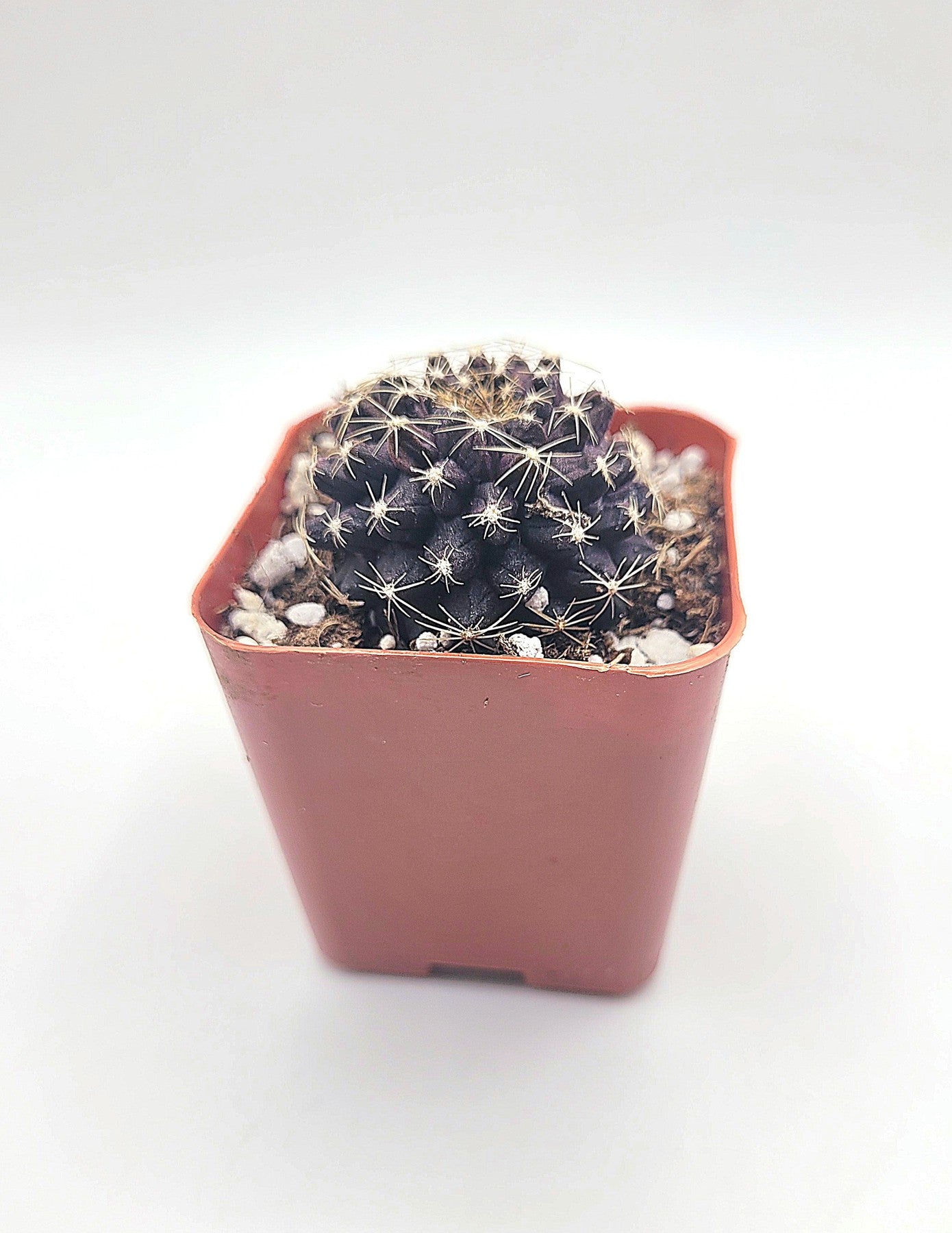 #34c Copiapoa Tenuissima-Cactus - Small - Exact Type-The Succulent Source
