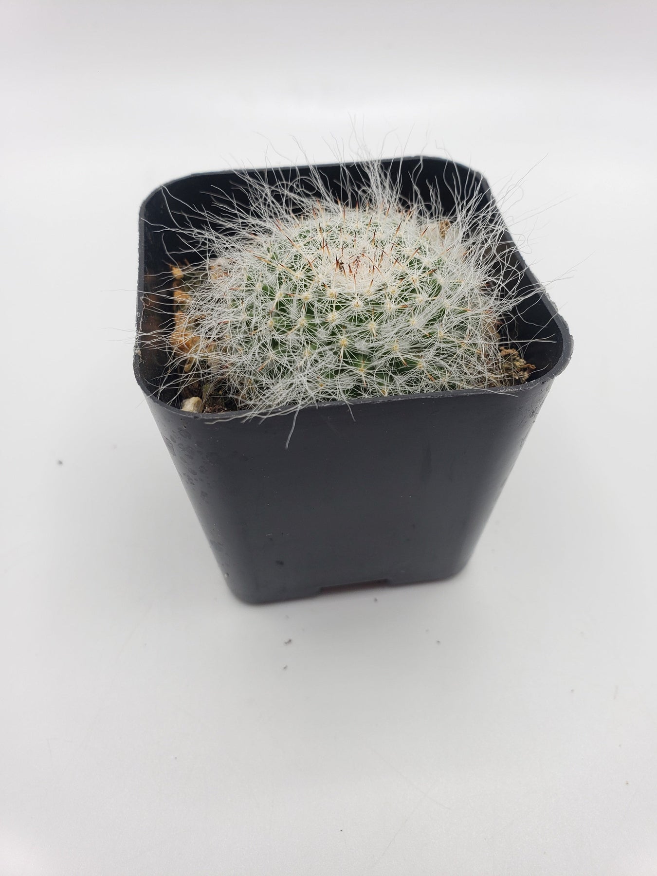 #36c 2"-Cactus - Small - Exact Type-The Succulent Source