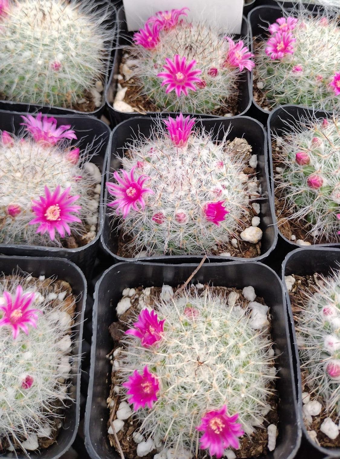 #36c 2"-Cactus - Small - Exact Type-The Succulent Source