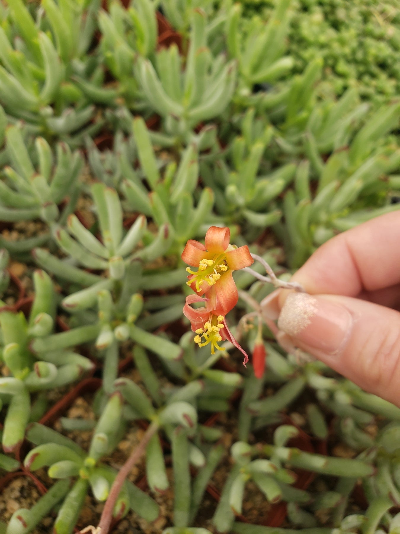 #37 Cotyledon-Succulent - Small - Exact 2in Type-The Succulent Source