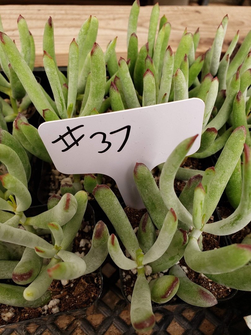 #37 Cotyledon-Succulent - Small - Exact Type-The Succulent Source