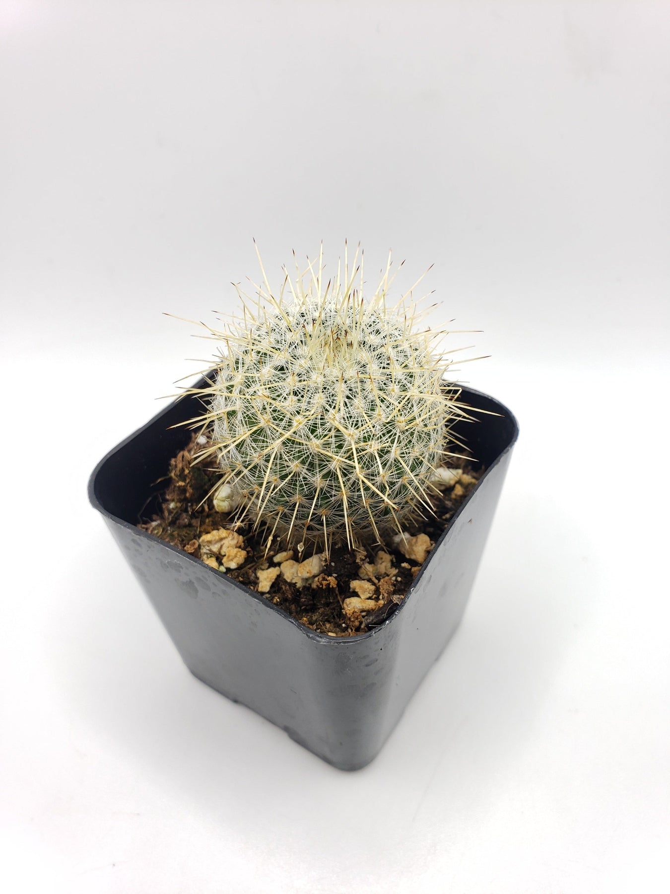 #37c 2"-Cactus - Small - Exact Type-The Succulent Source