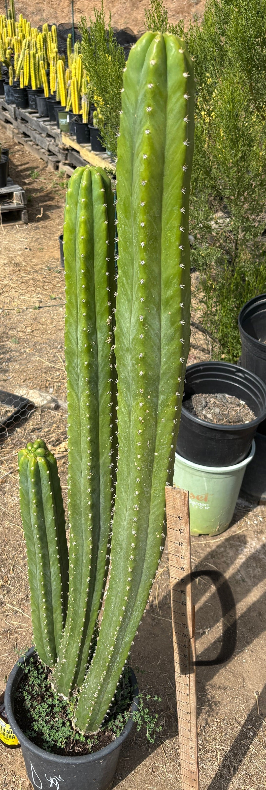 #EC125 EXACT GIANT Trichocereus Pachanoi PC Cactus Potted Specimens