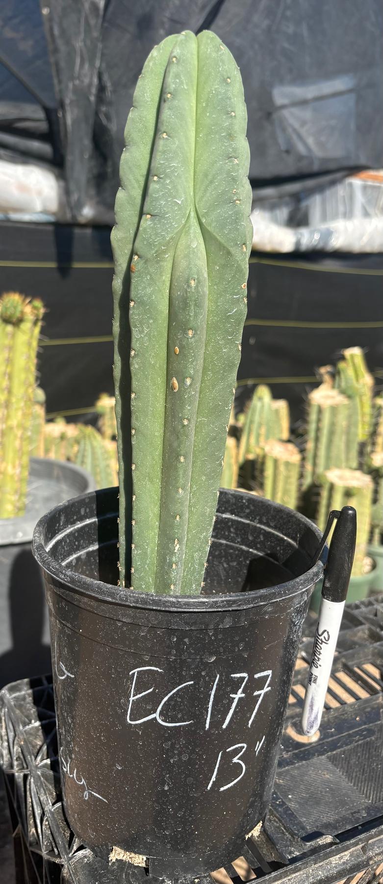 #EC177 EXACT Trichocereus Hybrid Dr. G. Scopulicola X Scop MP Cactus 13”