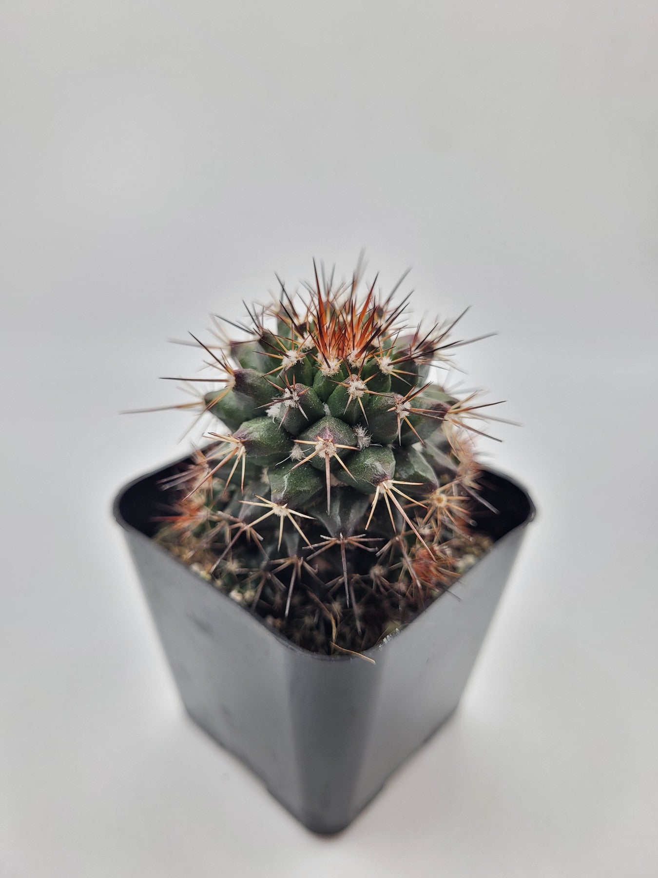 #39c 2" Mammillaria Tesopacensis-Cactus - Small - Exact Type-The Succulent Source