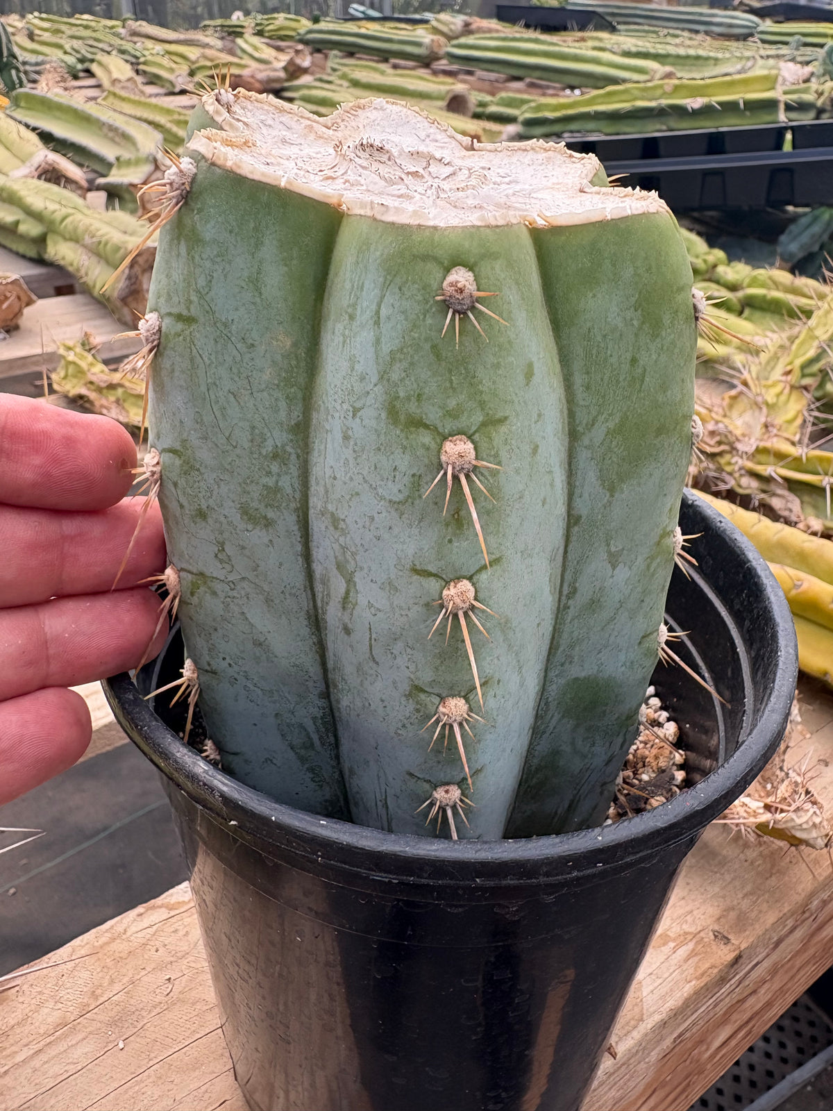 #EC100 EXACT Trichocereus Peruvianus TSSBP Chalk Spine Cactus Mid Potted