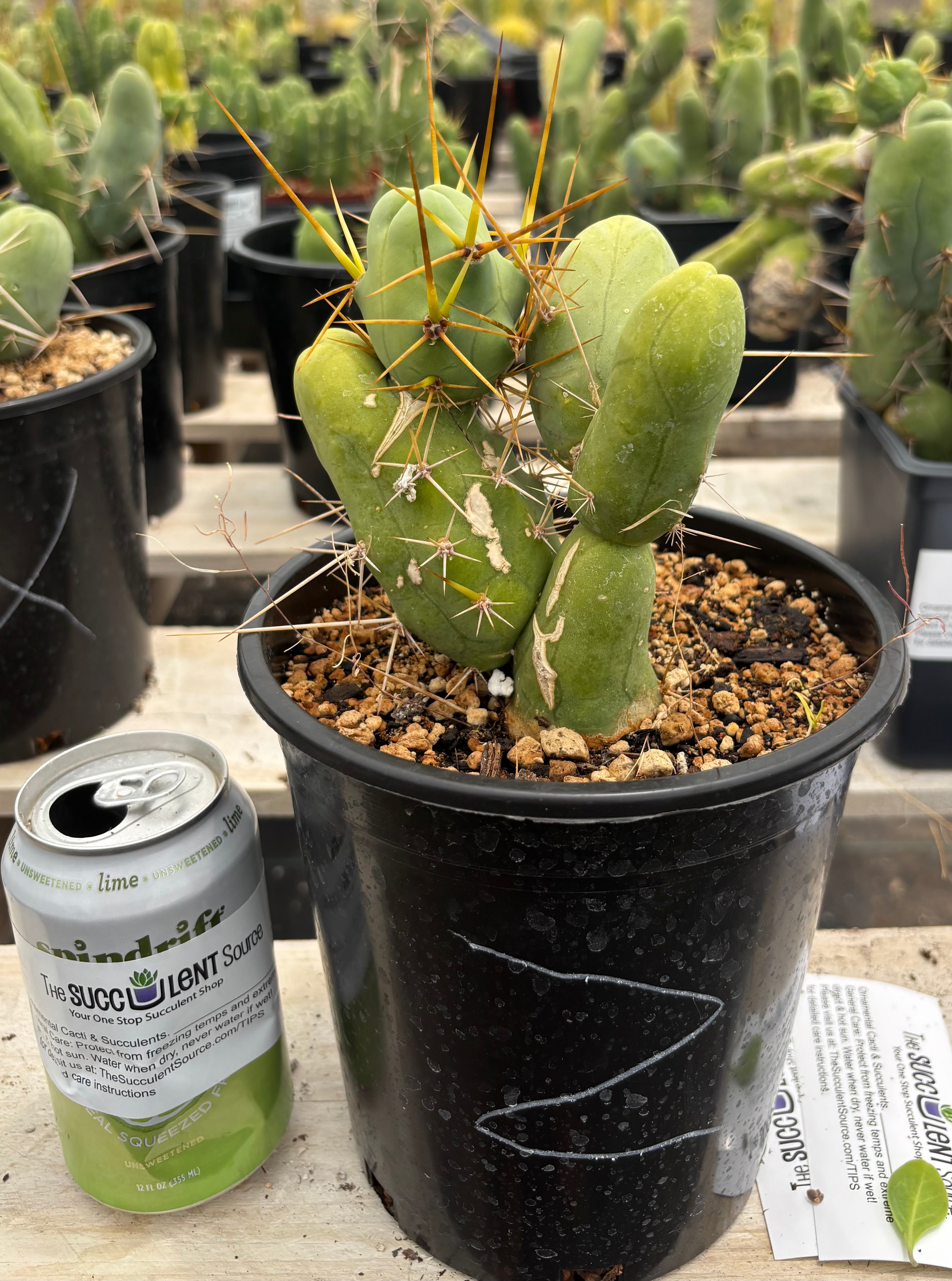 Trichocereus bridgesii forma monstrose TBM inermis aka Ornamental Penis Cactus Plant