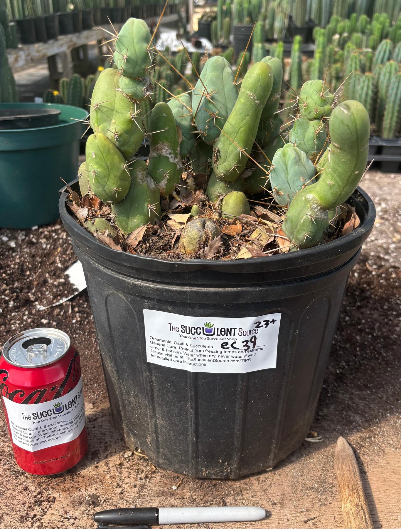 #EC39 EXACT Trichocereus Bridgesii Monstrose TBM Cactus 23+segments