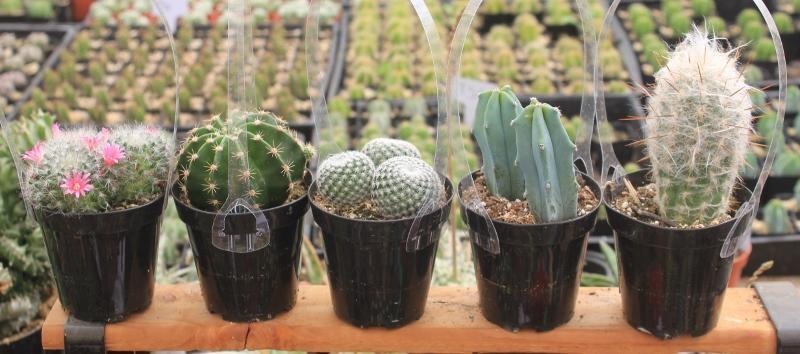 Cactus EXACT Species in 3.5" containers by BLAISE-Cactus - Small-The Succulent Source