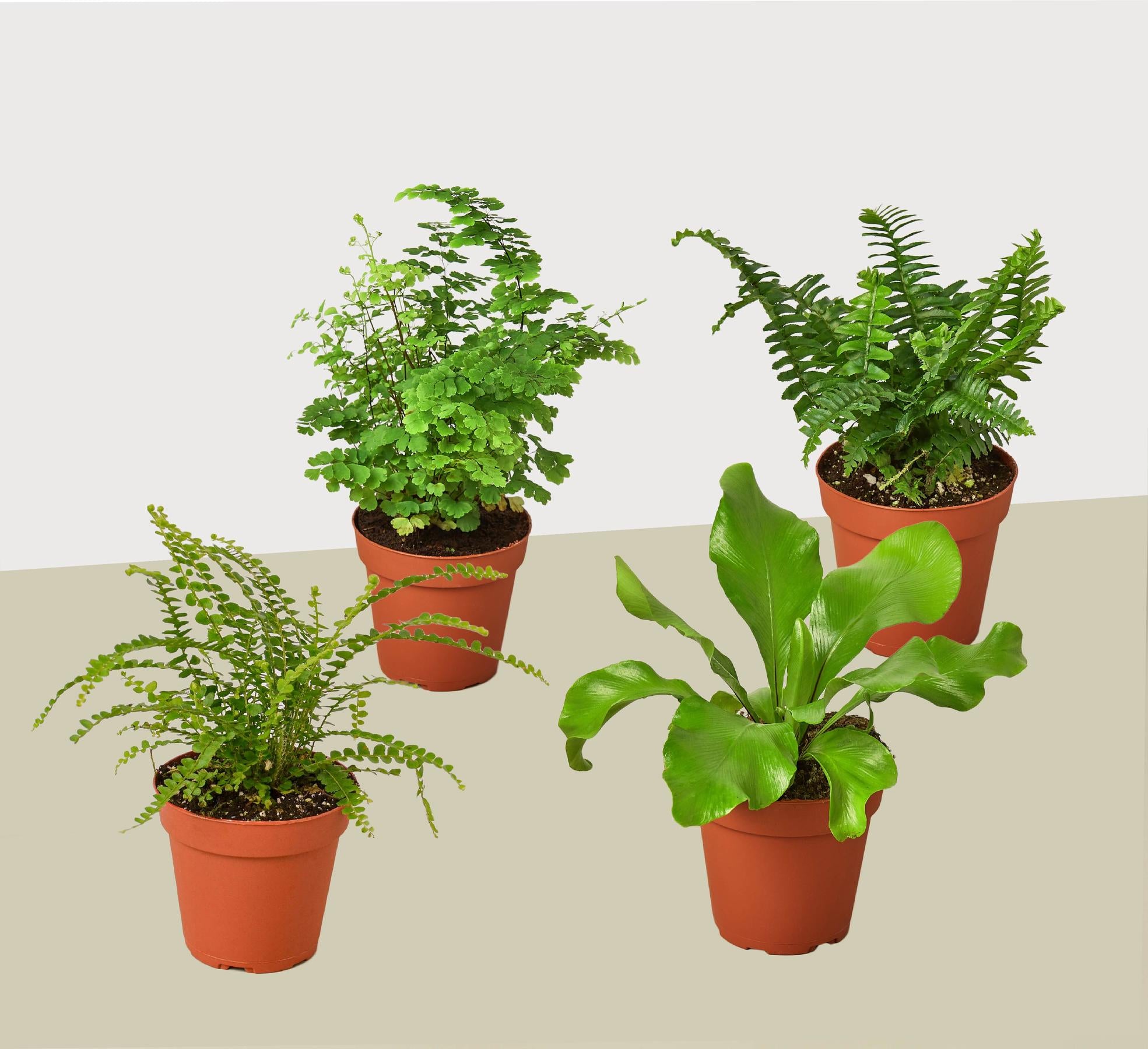 4 Fern Variety Pack - Live Plants - FREE Care Guide - 4" Pot - House Plant-4" Plant (4pk/$2) ($13 Ship/47oz)-The Succulent Source