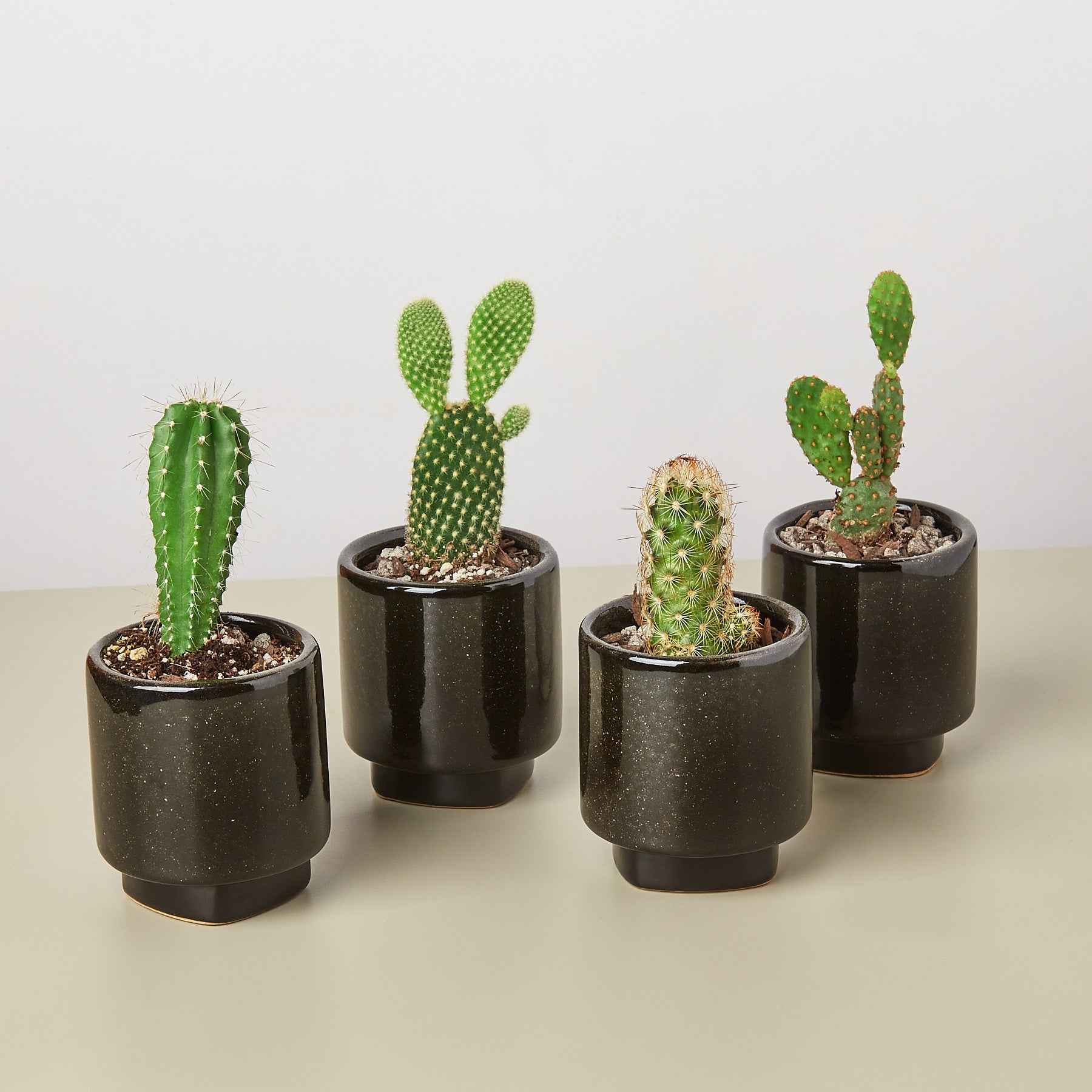 4 Pre Potted Cacti Variety Pack - 3.0" Pot-Succulent-The Succulent Source