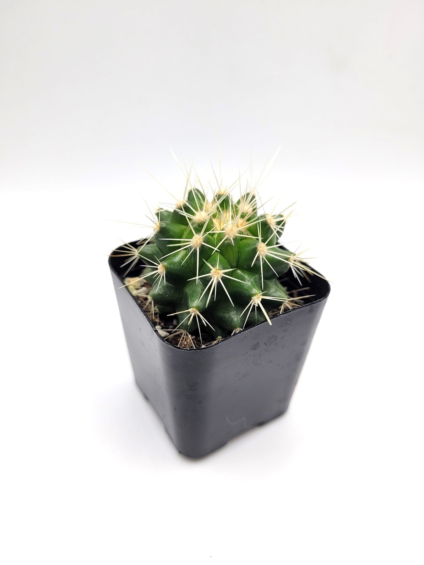 #40c Golden Barrel-Cactus - Small - Exact Type-The Succulent Source