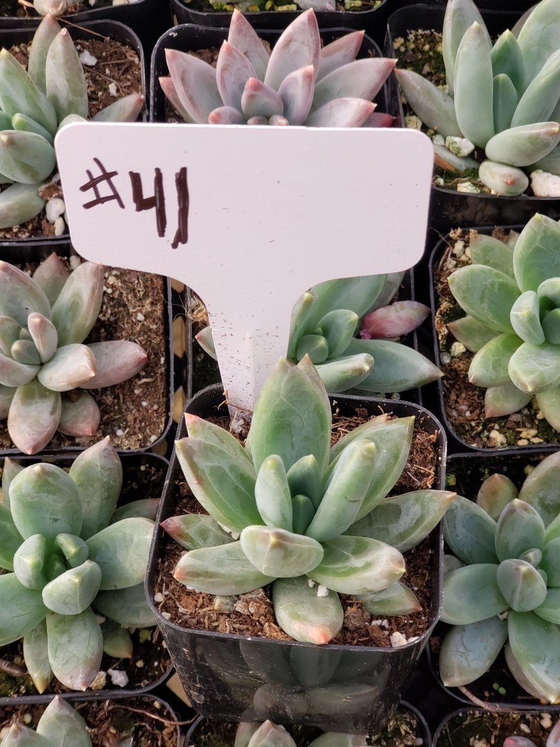 little jewel succulent tall #41 Pachyveria glauca Little Jewels