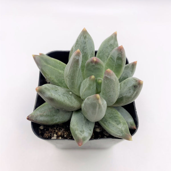 little jewel succulent tall #41 Pachyveria glauca Little Jewels