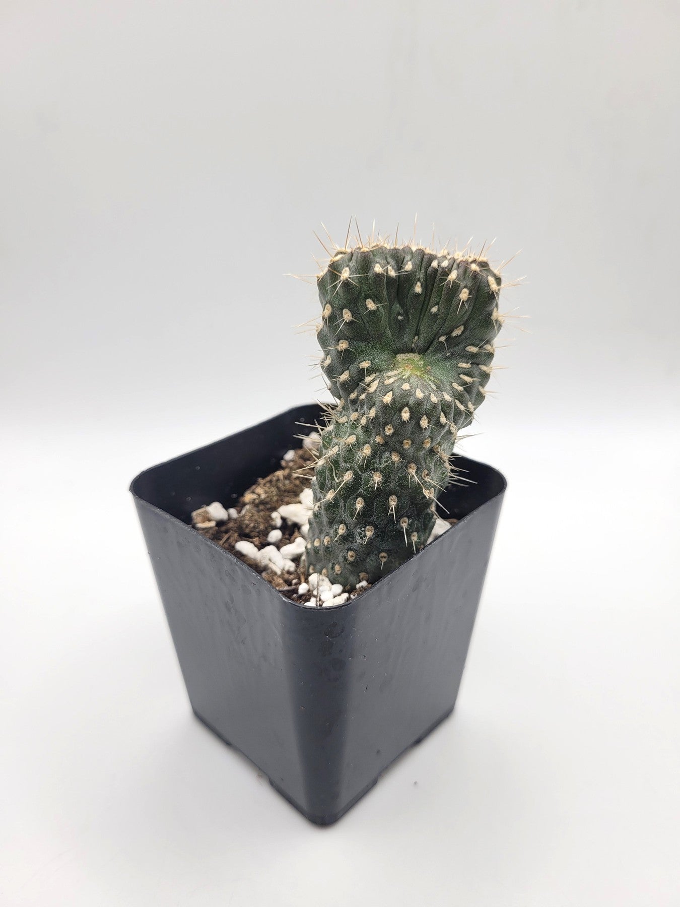 #41C 2.5"-Cactus - Small - Exact Type-The Succulent Source
