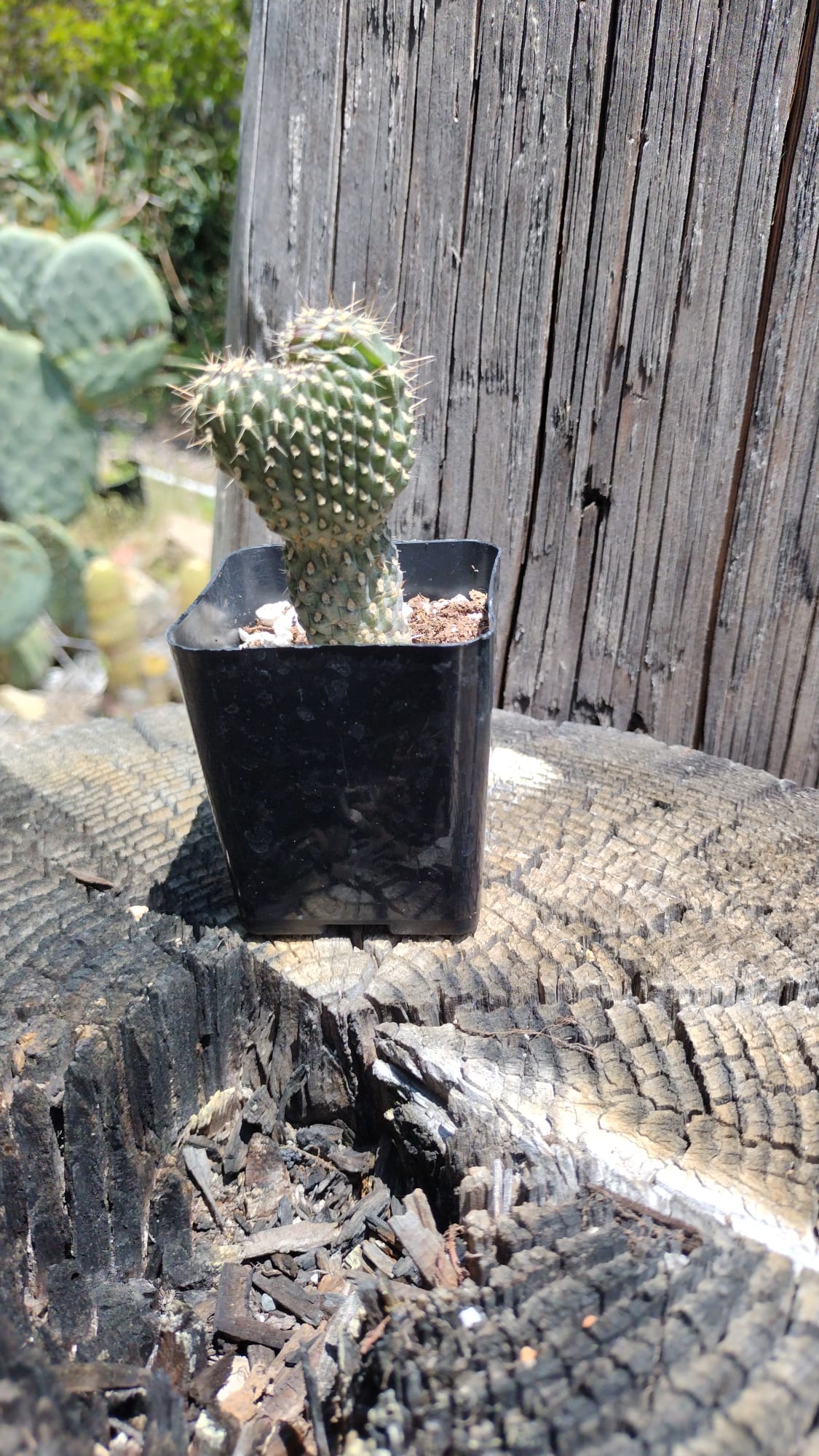 #41C 2.5"-Cactus - Small - Exact Type-The Succulent Source