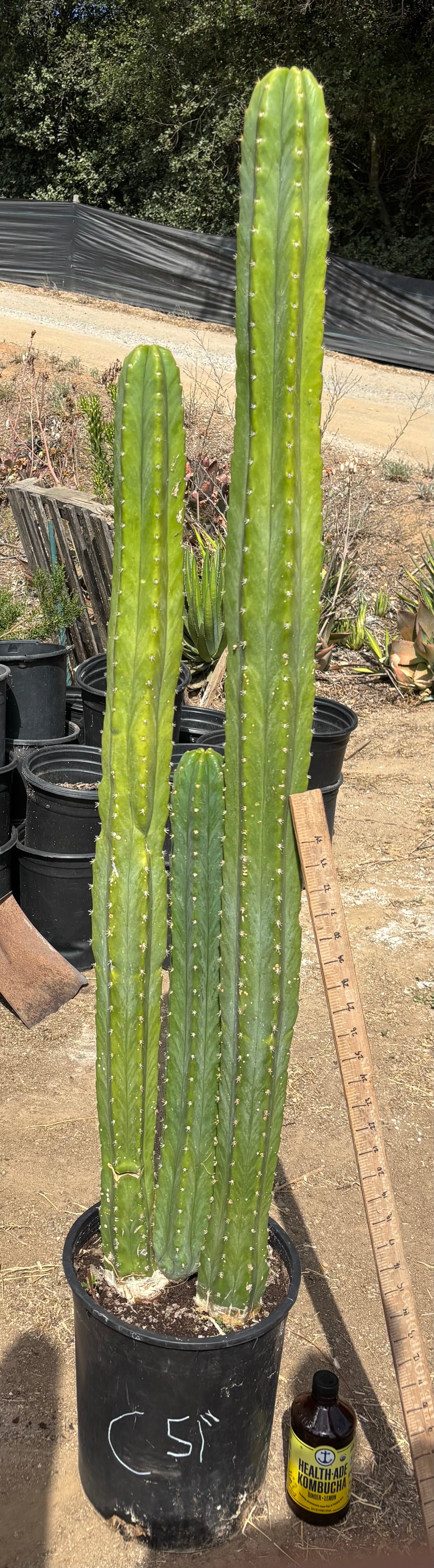 #EC125 EXACT GIANT Trichocereus Pachanoi PC Cactus Potted Specimens