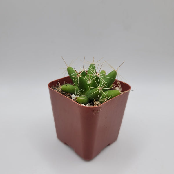 cactus fingers 43c Finger Cactus aka Mammillaria Longimamma