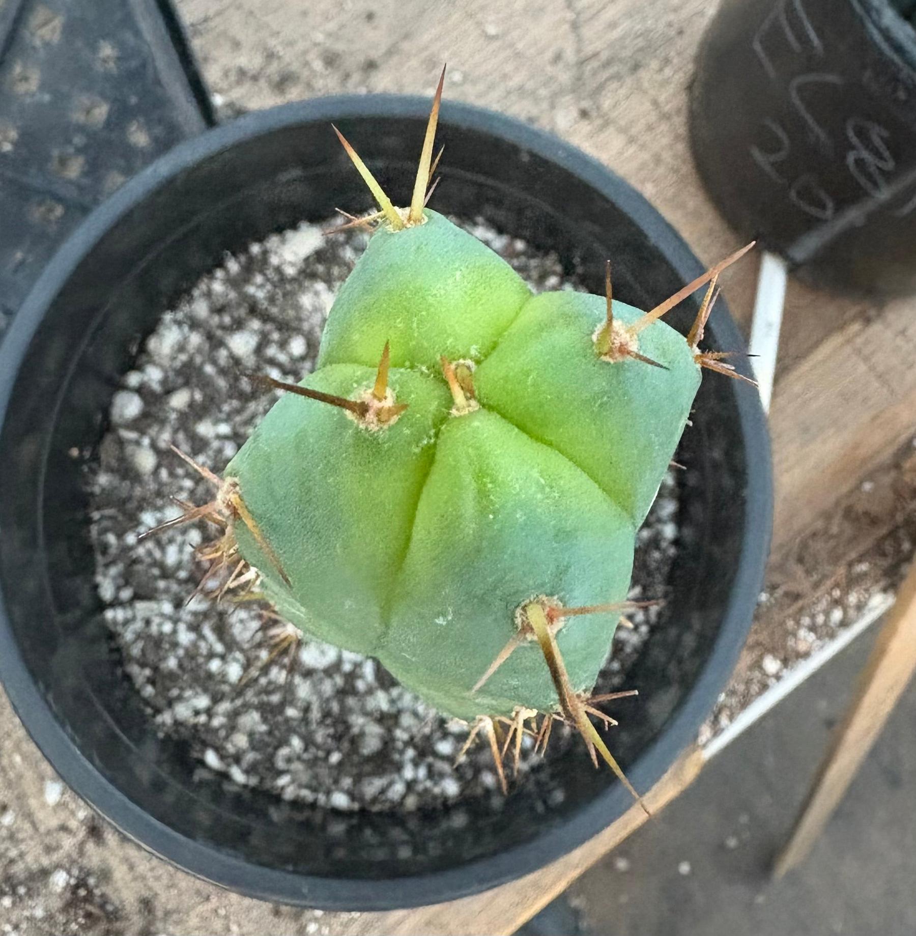 #EC241 EXACT Trichocereus Bridgesii Eileen X LumberJack 4 Rib Cactus 10”