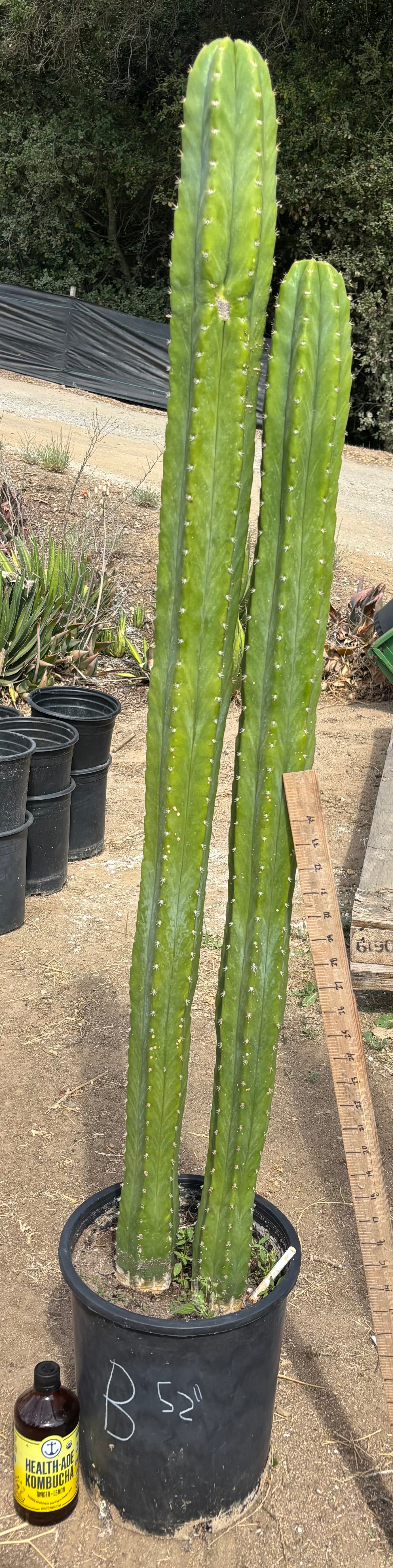 #EC125 EXACT GIANT Trichocereus Pachanoi PC Cactus Potted Specimens