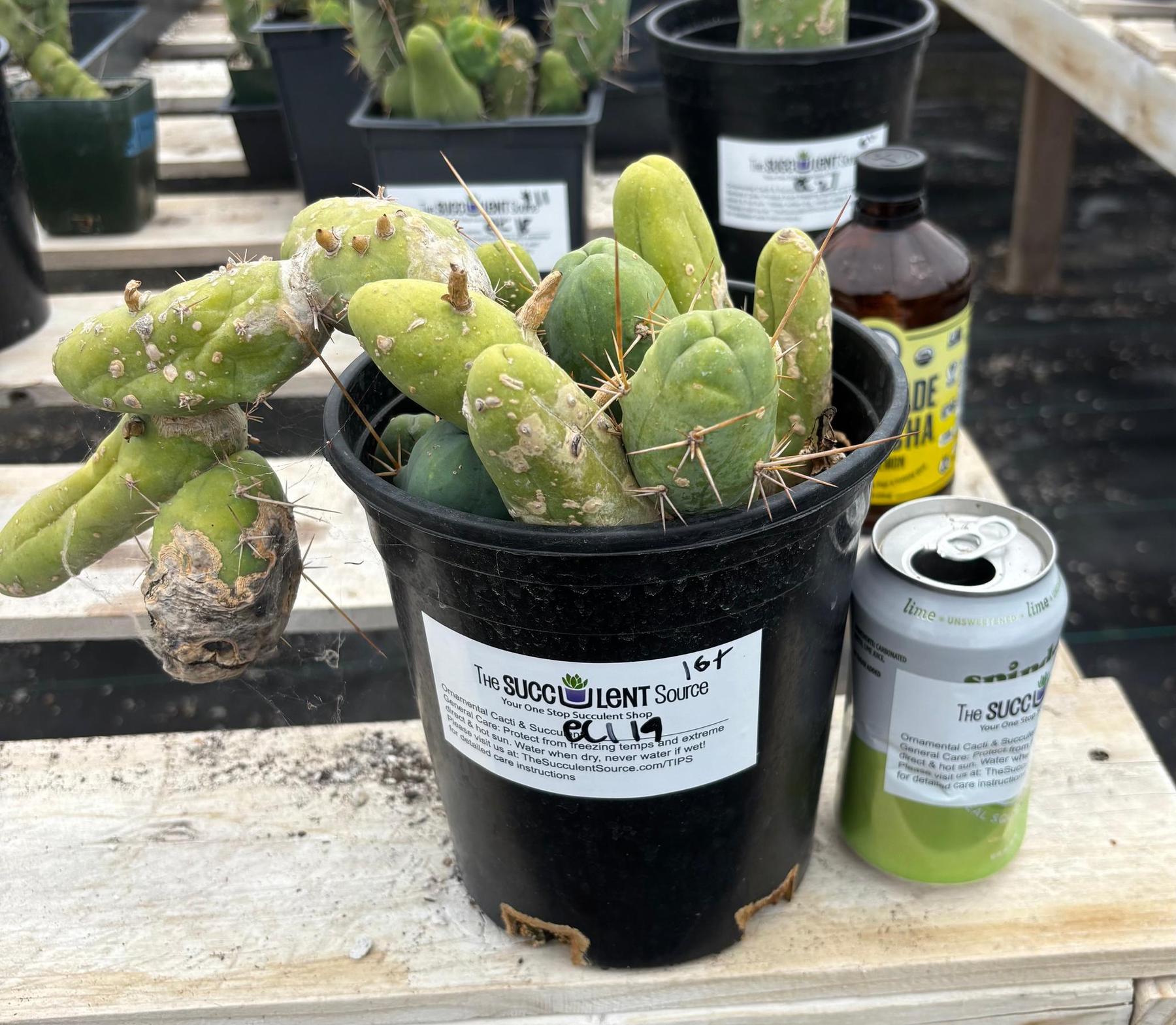 #EC119 EXACT Trichocereus Bridgesii Monstrose TBM Ornamental Cactus 16+segs
