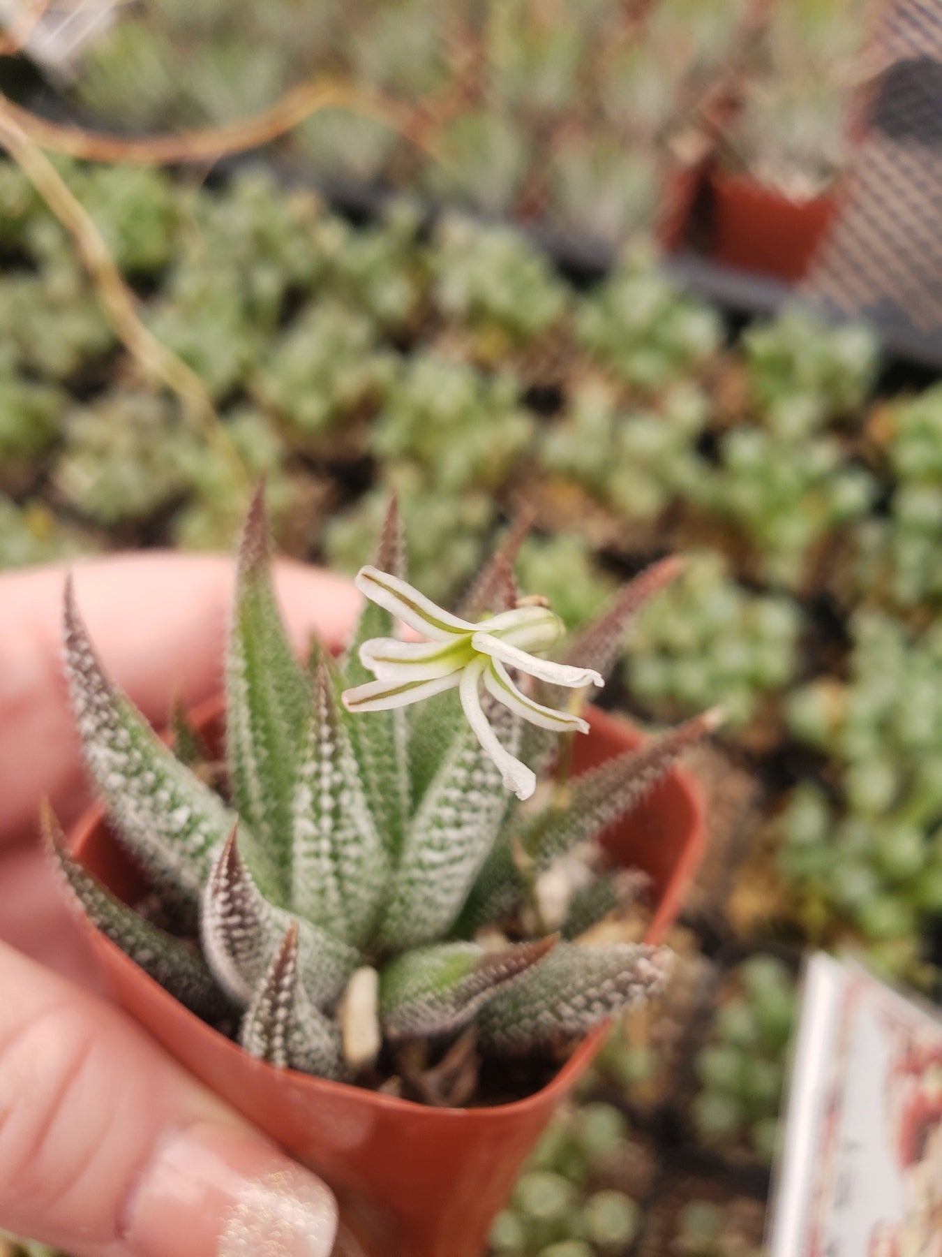 #49 Haworthia Zebra-Succulent - Small - Exact 2in Type-The Succulent Source