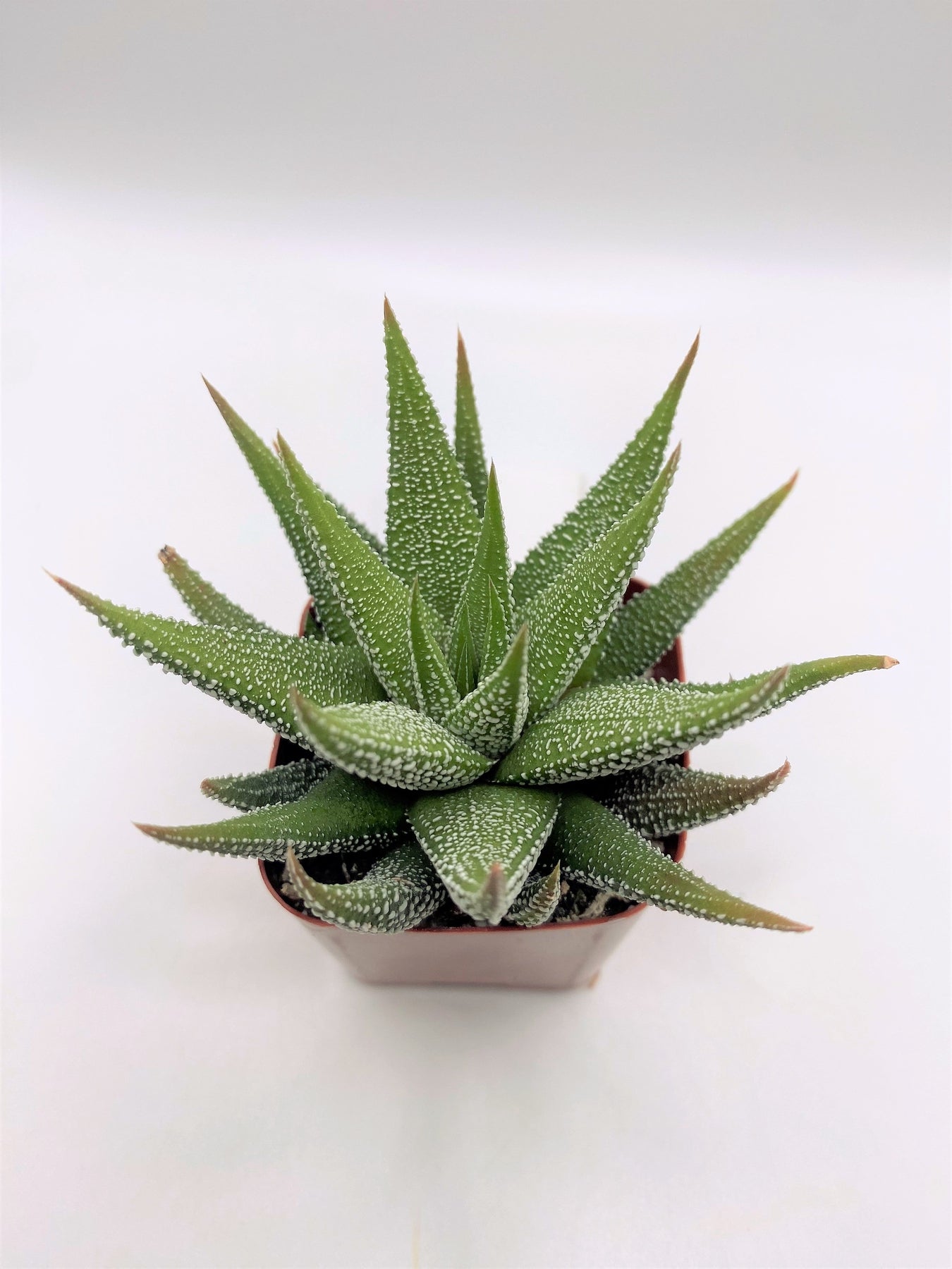 #49 Haworthia Zebra-Succulent - Small - Exact 2in Type-The Succulent Source