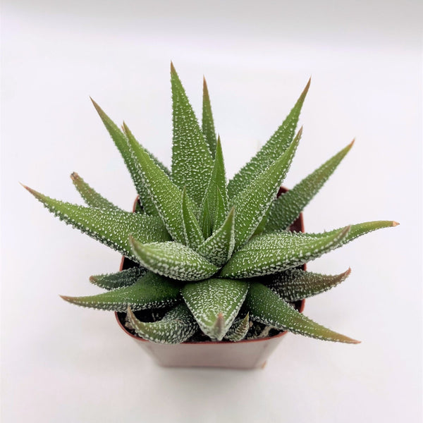 49 Haworthia Attenuata - Wedding Succulent Favors & Cactus